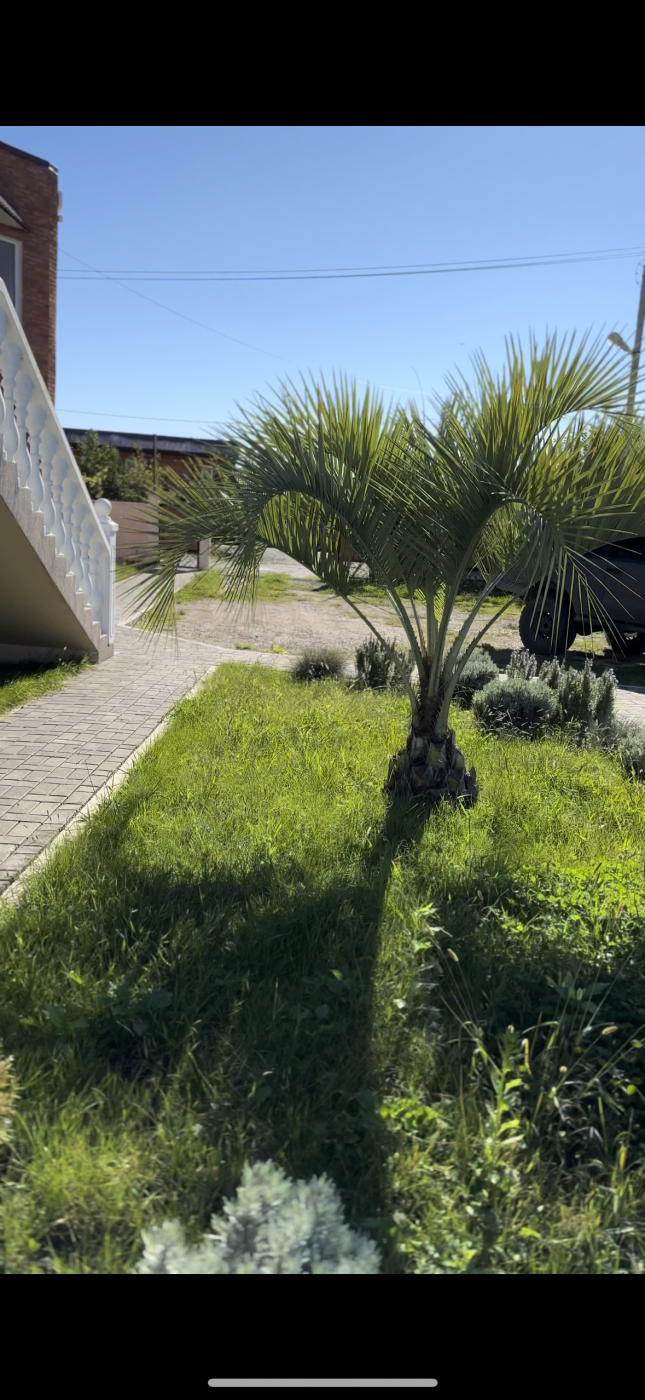 . Гостиница «Язон». Пицунда