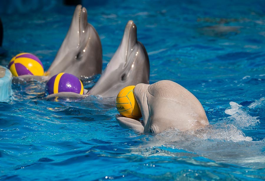 Фото из дельфинария «Немо» взято с сайта: https://nemoanapa.ru/