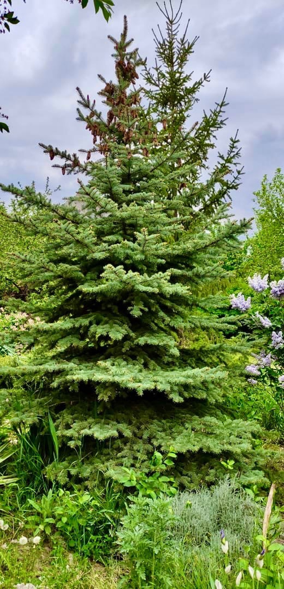 . Дом под ключ Малый дом в усадьбе. Феодосия