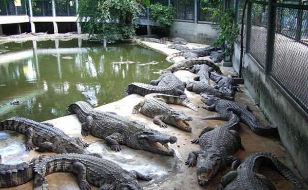 Крокодиловая ферма. Фото взято с сайта: https://sochipoplanu.ru/
