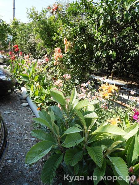 . Частный сектор «У Ануш». Пицунда