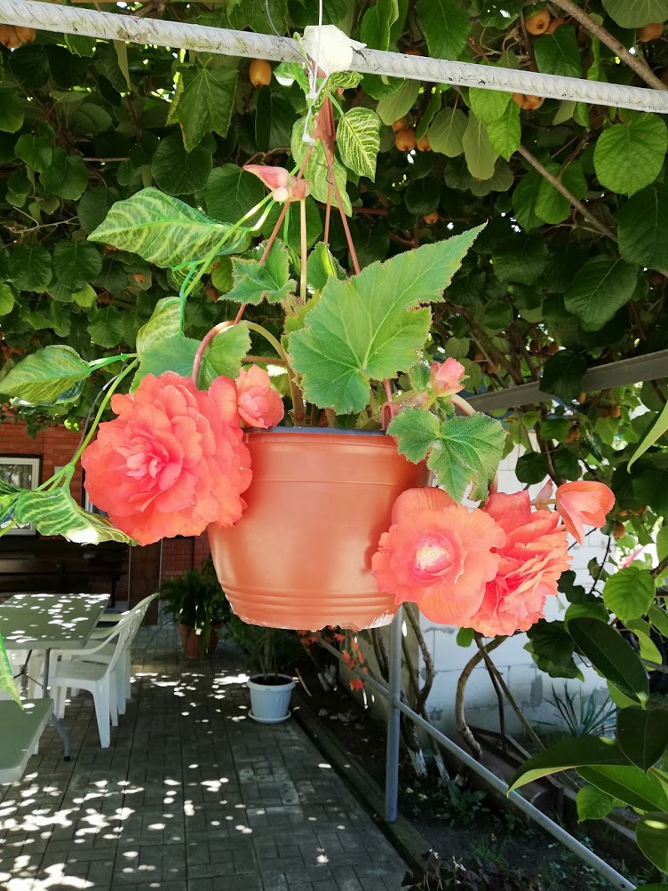 . Гостевой дом "Сибирячка". Ольгинка