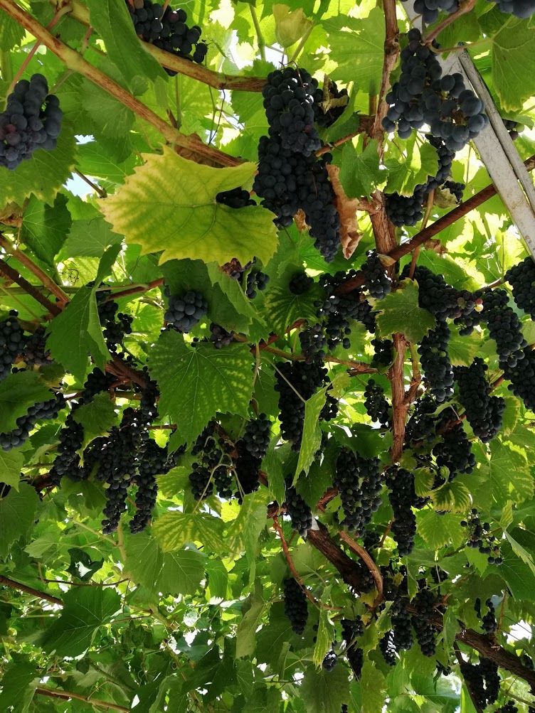 . Гостевой дом "Сибирячка". Ольгинка