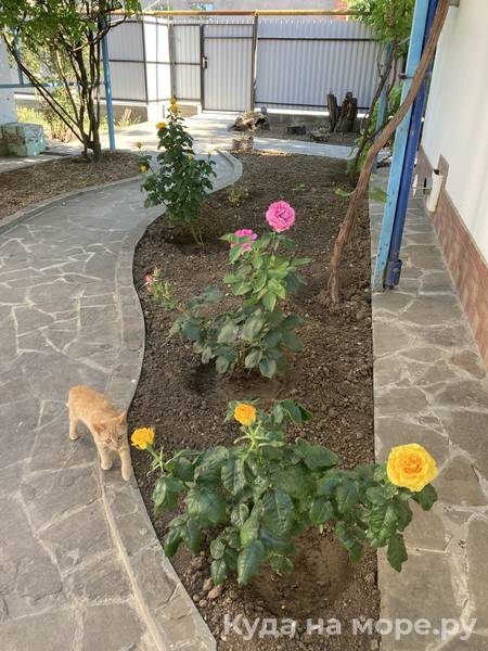 . Гостевой дом "Кот и овсянка". Тамань