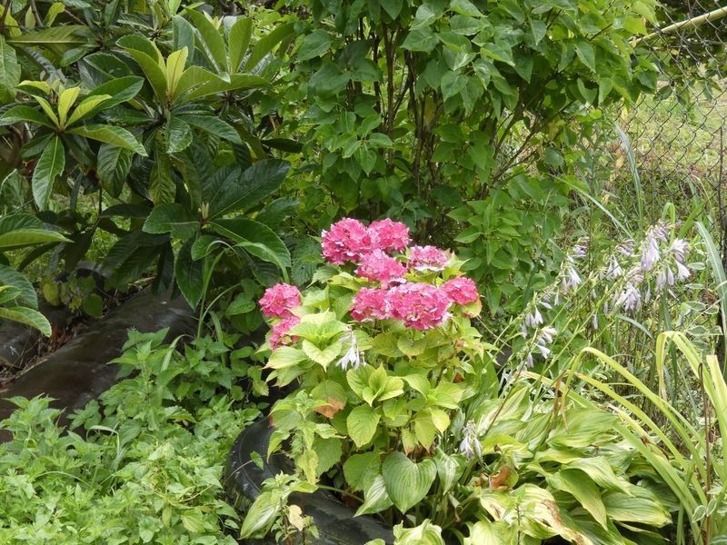 . Частный сектор "Зеленый уголок" . Новый Афон