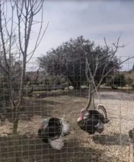 . Гостевой дом Дом на Эшба . Гудаута