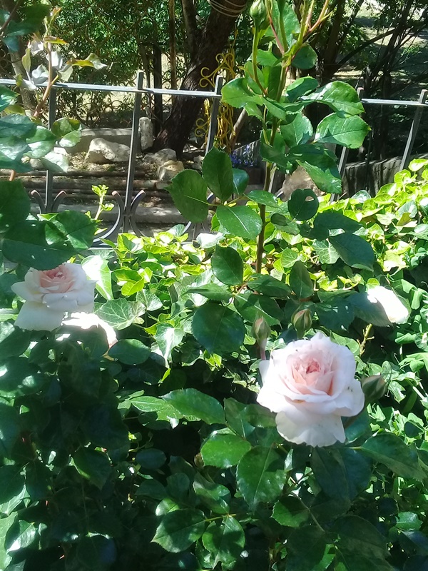 . Частный сектор " В парке ". Севастополь