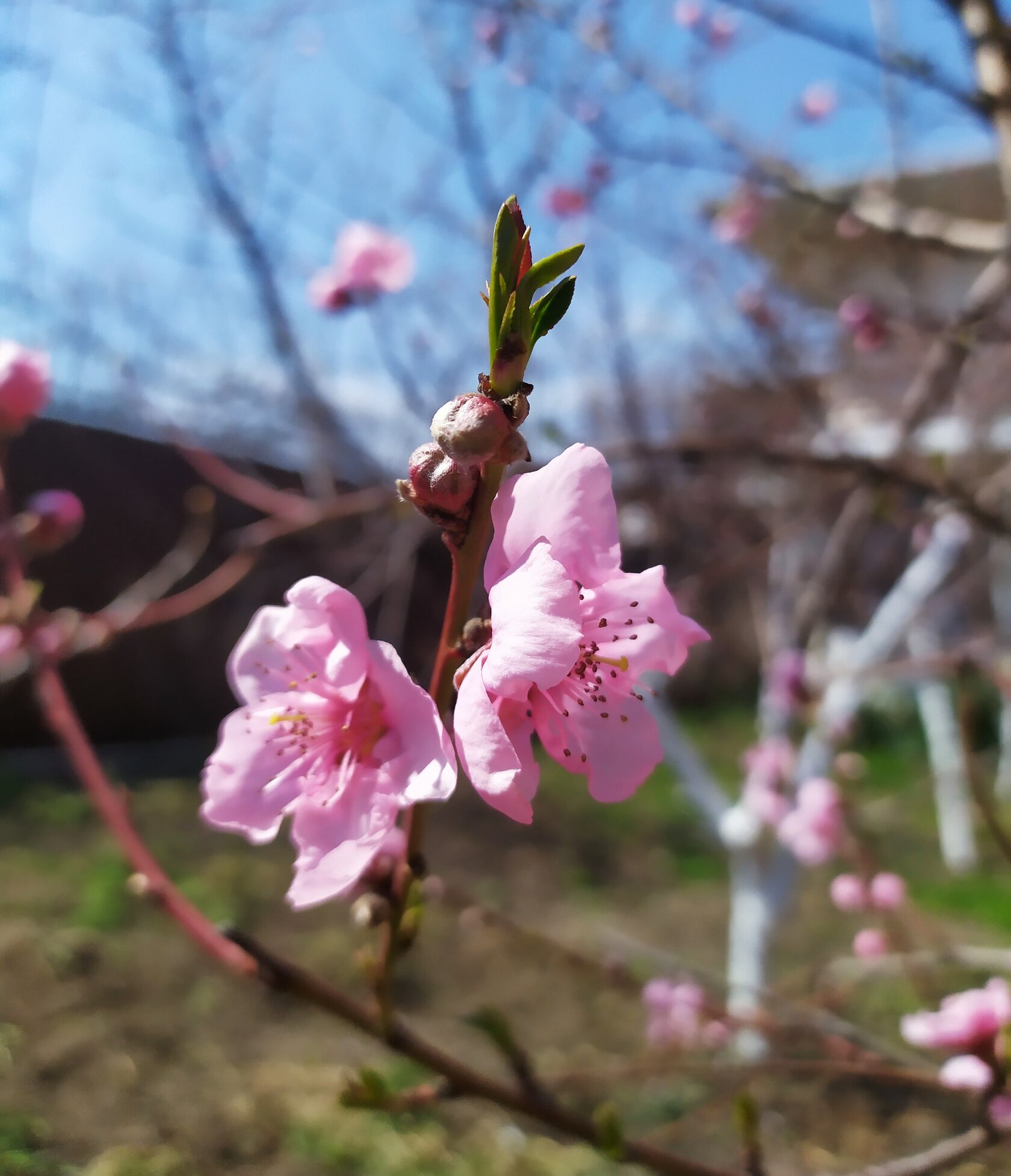 . Гостевой дом МОРЕ. Витязево