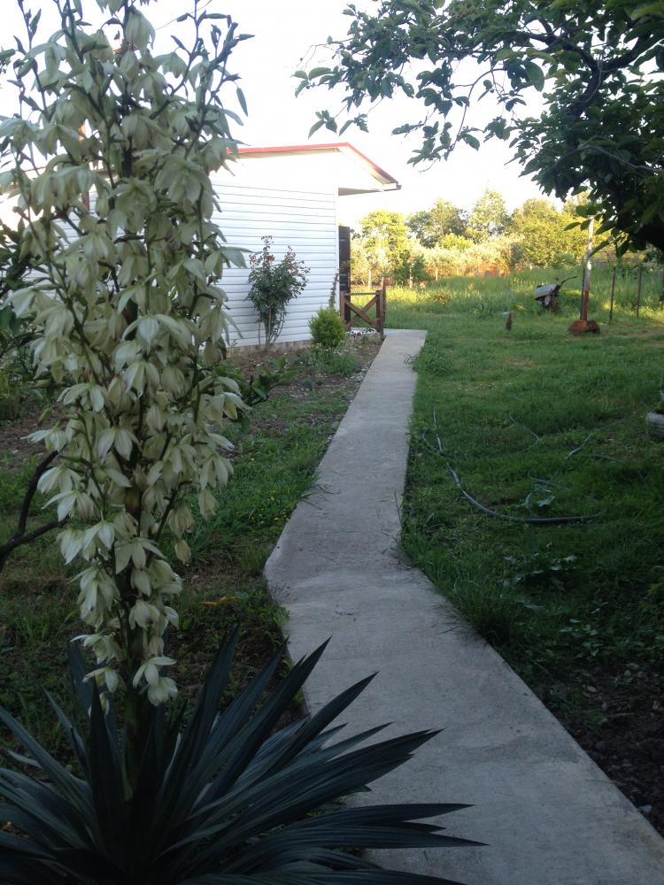 . Гостевой дом "Анита". Пицунда . Гостевой дом "Анита". Пицунда