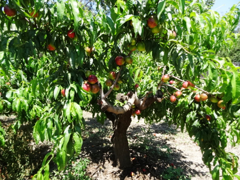 Домики со всеми удобствами. . Частный сектор Дом. Темрюк