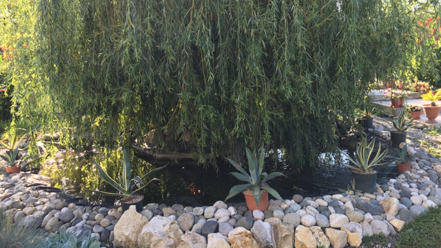 . Гостиница «Святая Абхазия». Пицунда