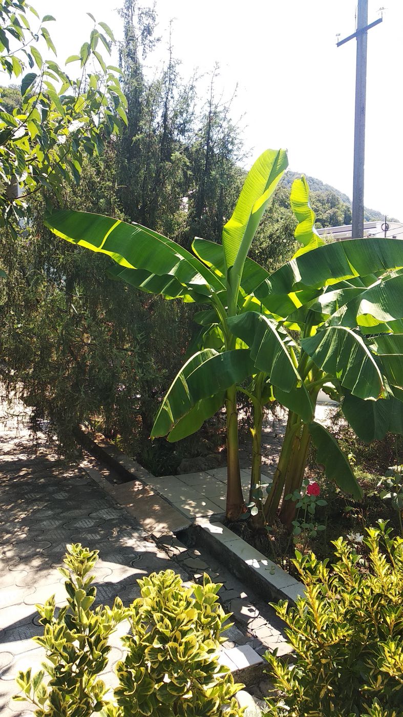 . Гостевой дом "Ростовский дворик". Ольгинка . Гостевой дом "Ростовский дворик". Ольгинка