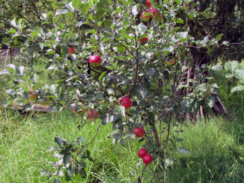 . Гостевой дом "У дед Самвела". Пицунда
