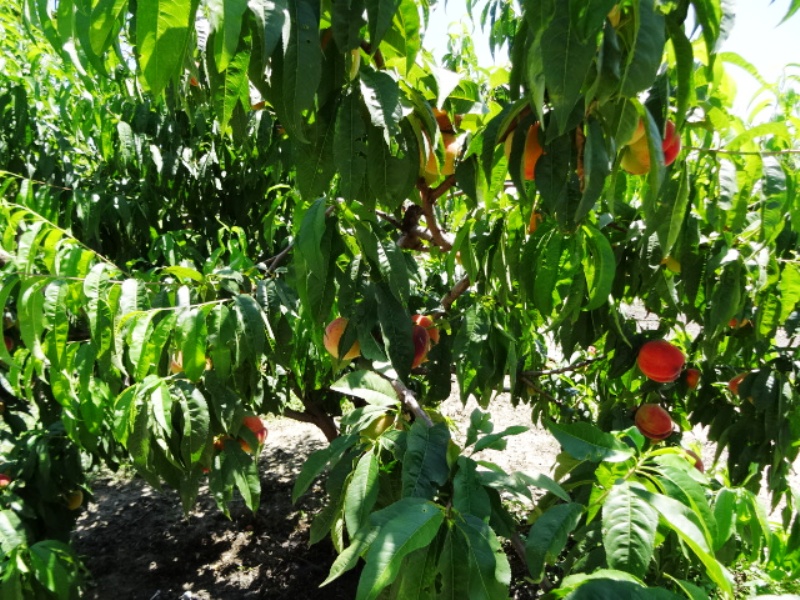 Домики со всеми удобствами. . Частный сектор Дом. Темрюк