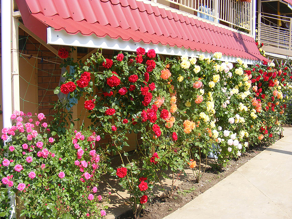 . Гостевой дом Аист. Саки