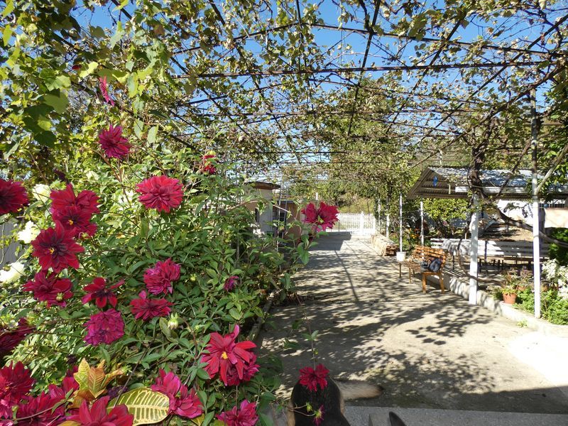 . Частный сектор  Братьев Джинджолия 36 . Новый Афон