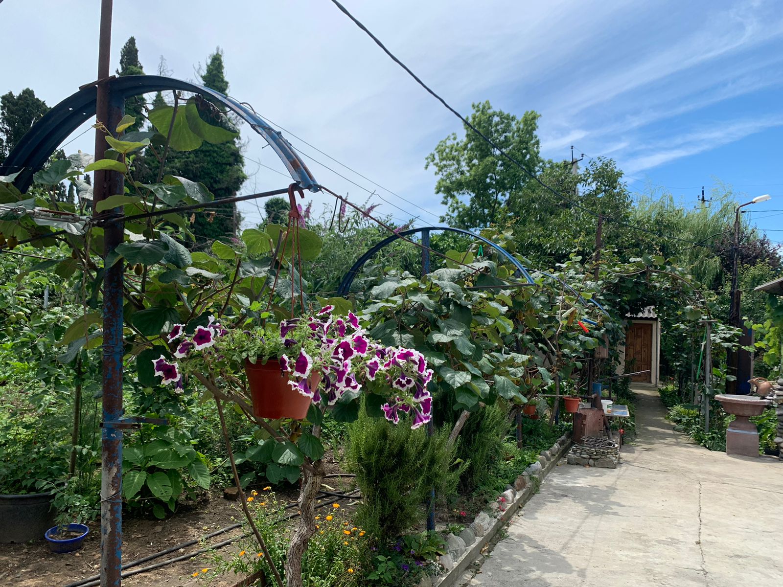 . Гостевой дом ЭЙВА. Пицунда