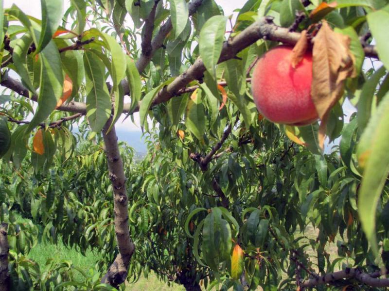 . Гостевой дом "У дед Самвела". Пицунда