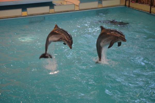Фотография геленджикского дельфинария взята с сайта: http://dolphin-gel.ru/