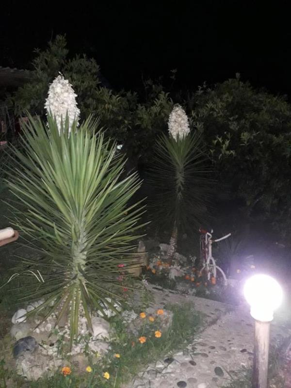 . Гостиница "Багира". Новый Афон