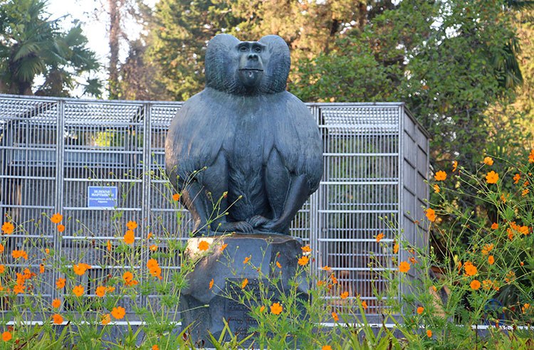 Сухумский обезьяний питомник. Фото взято с сайта: https://abkhazia-tp.ru/