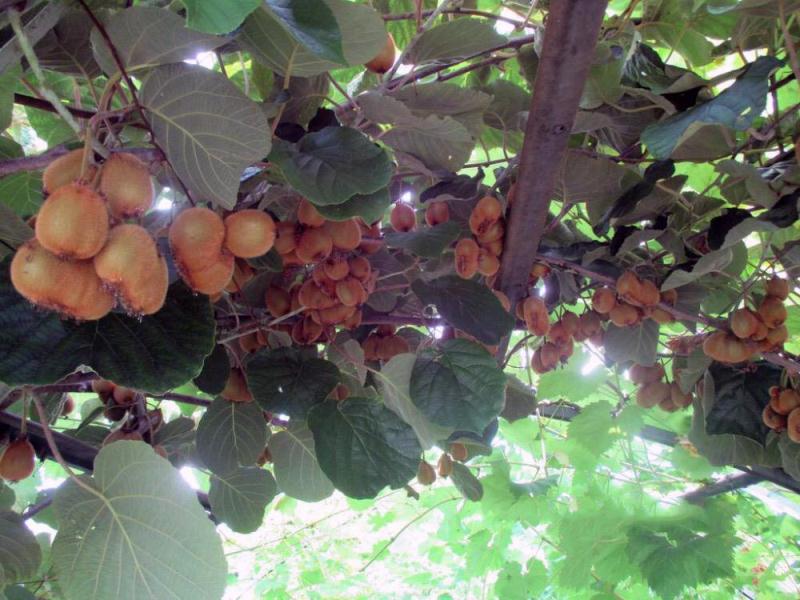 . Гостевой дом "У дед Самвела". Пицунда