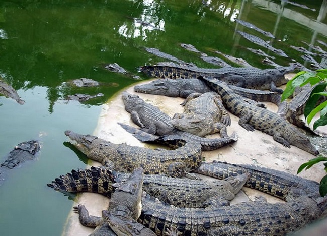 Крокодиловая ферма. Фото взято с сайта: крым-сочи.рф