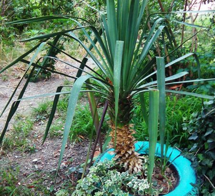 . Гостевой дом "Светлана" - Туапсе. Туапсе