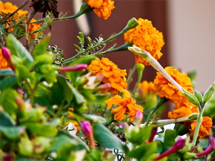 Коттедж. Гостевой дом «Жасмин – люкс». Севастополь