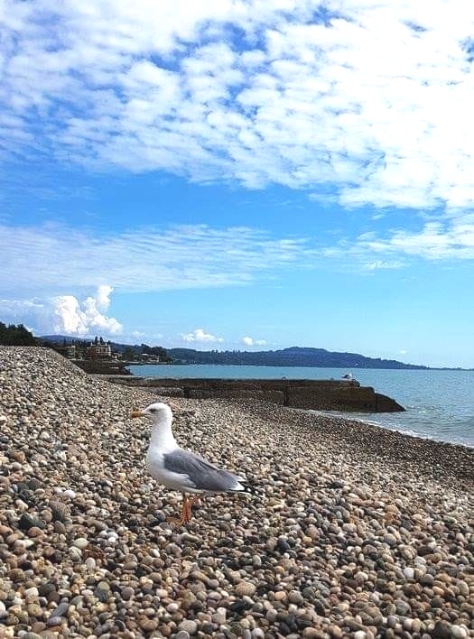 . Частный сектор Одноэтажный. Гудаута