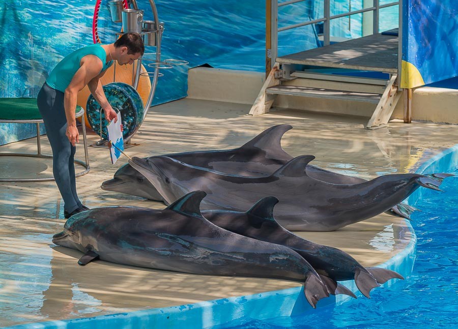 Фотография из дельфинария "Немо" взята с официального сайта дельфинария: https://nemoanapa.ru/