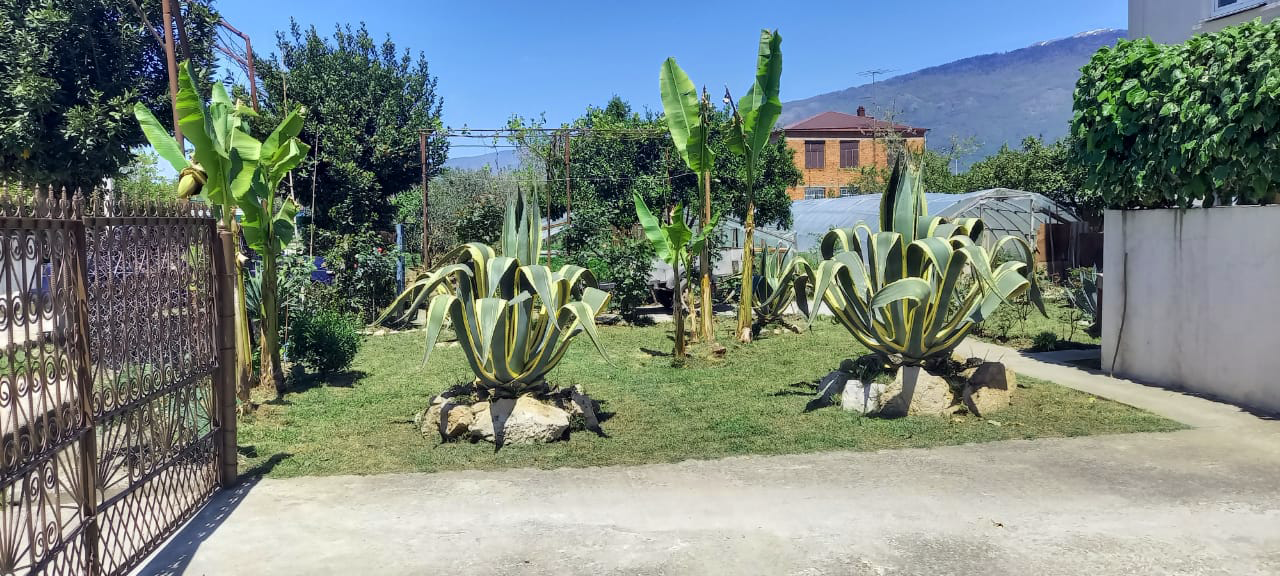 . Гостевой дом ЭЙВА. Пицунда