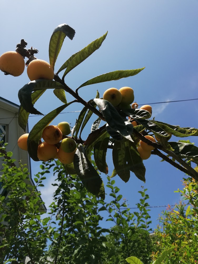 . Гостевой дом "Сибирячка". Ольгинка