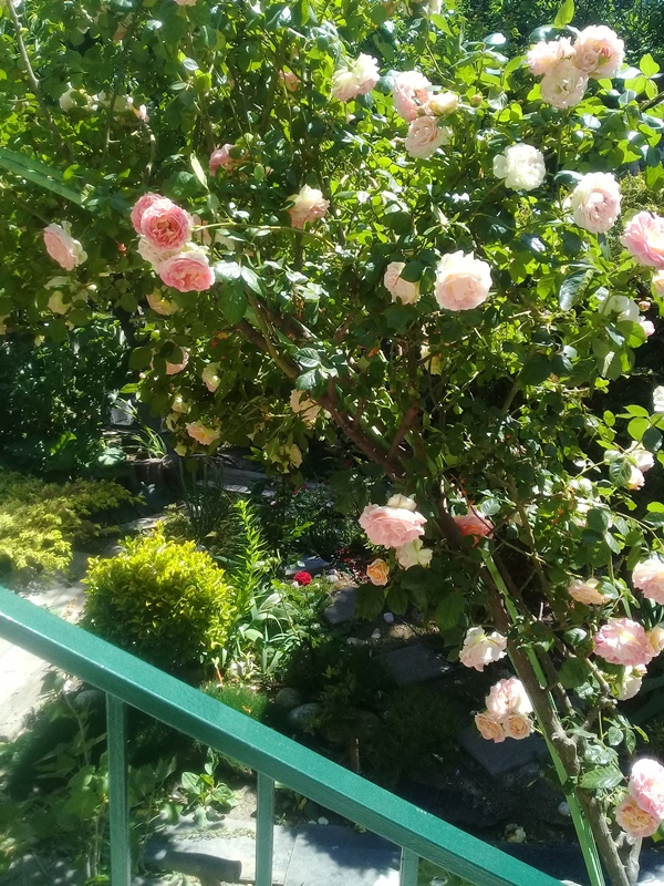 . Частный сектор " В парке ". Севастополь