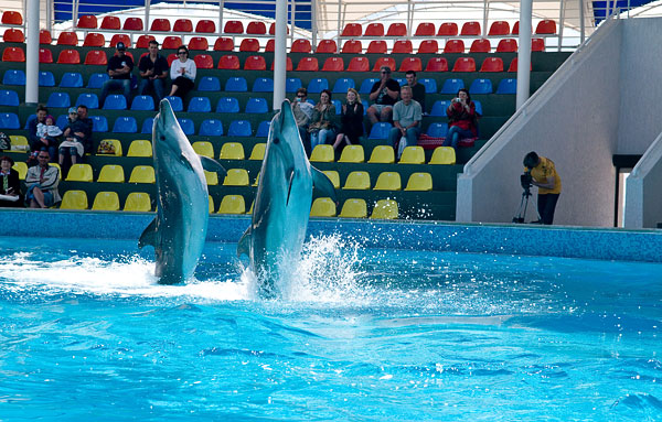 Дельфинарий Коктебель. Фото взято с сайта: http://koktebel-delfin.com/