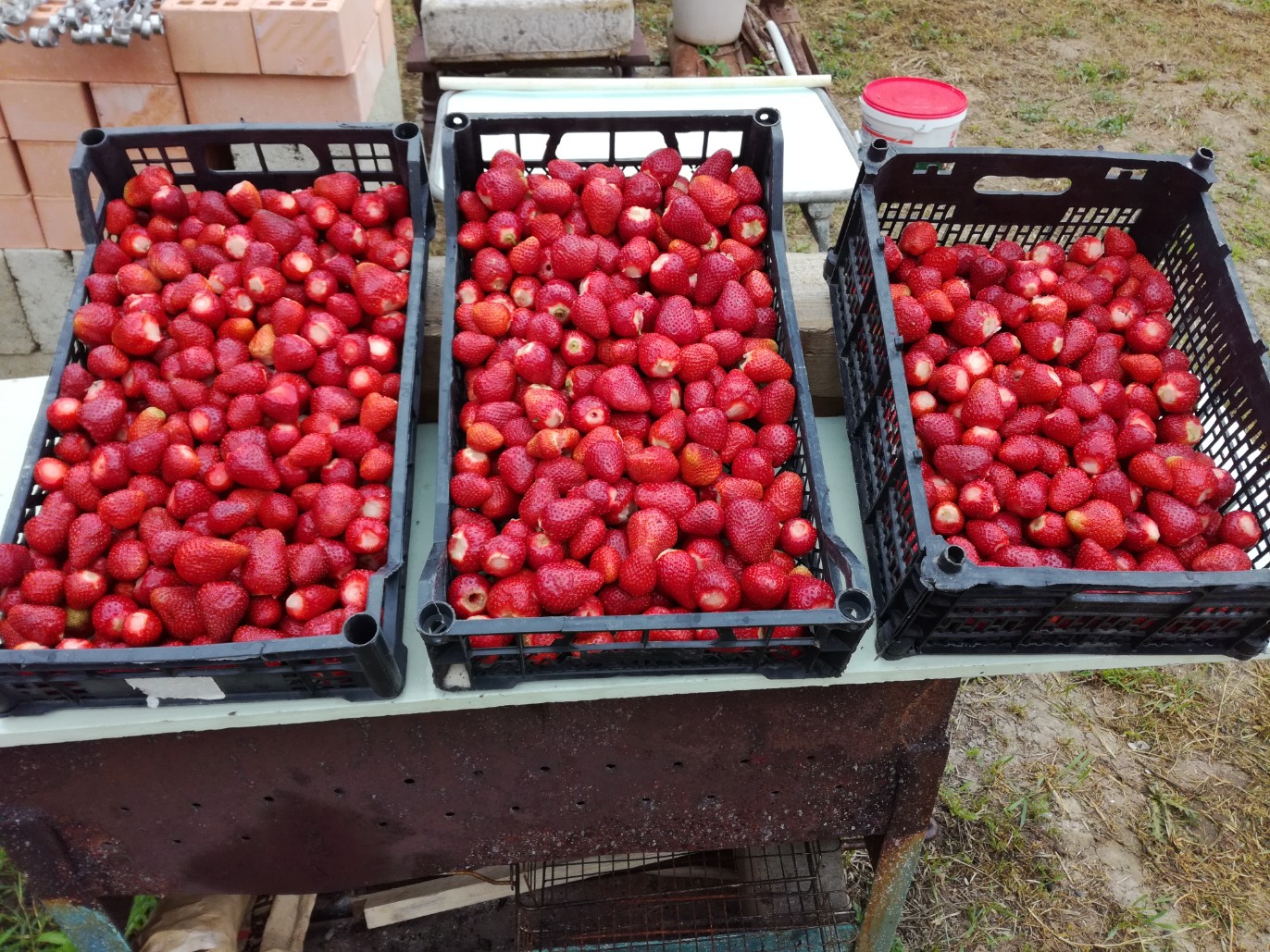 . Частный гостевой дом Касабланка. Кучугуры