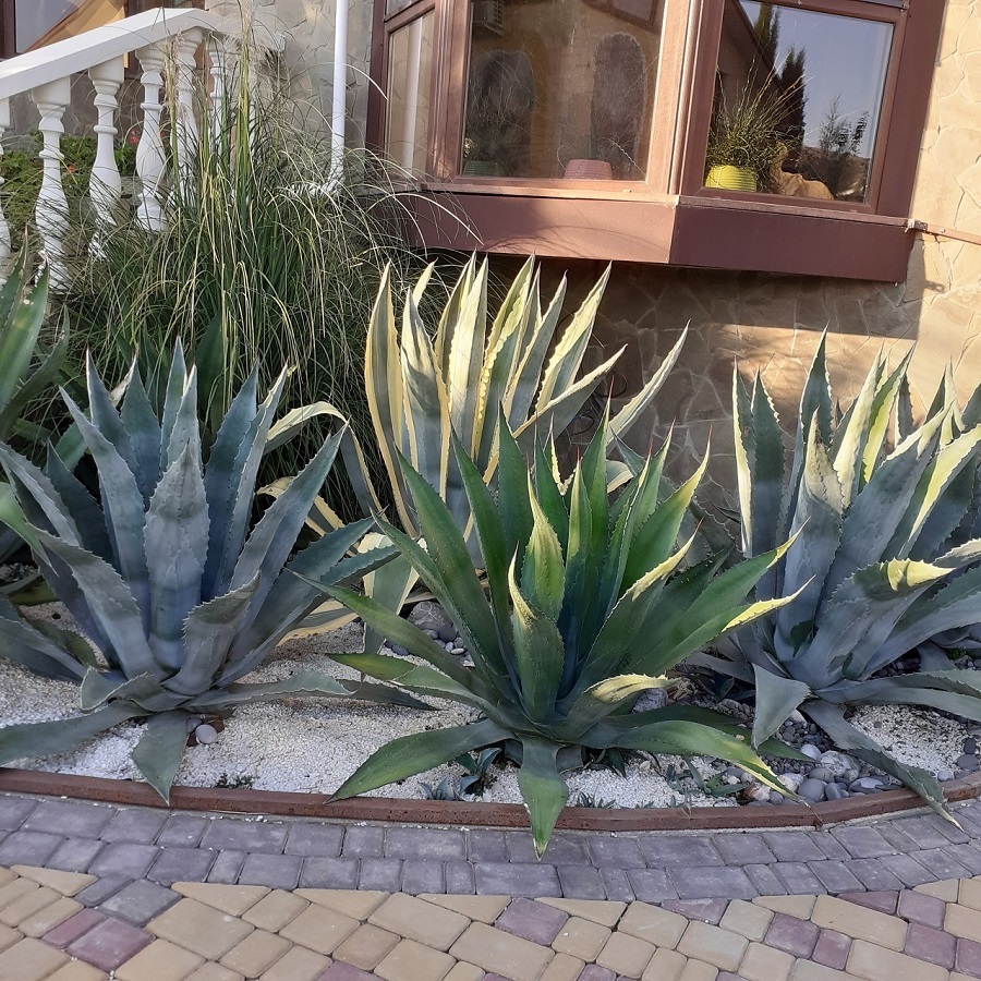 . Гостевой дом Sineva Del Sol. Судак