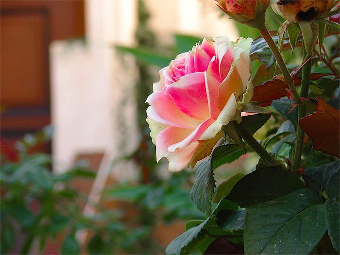 Номер с отдельным входом и своим двориком (4 чел.) . Гостевой дом «Жасмин – люкс». Севастополь