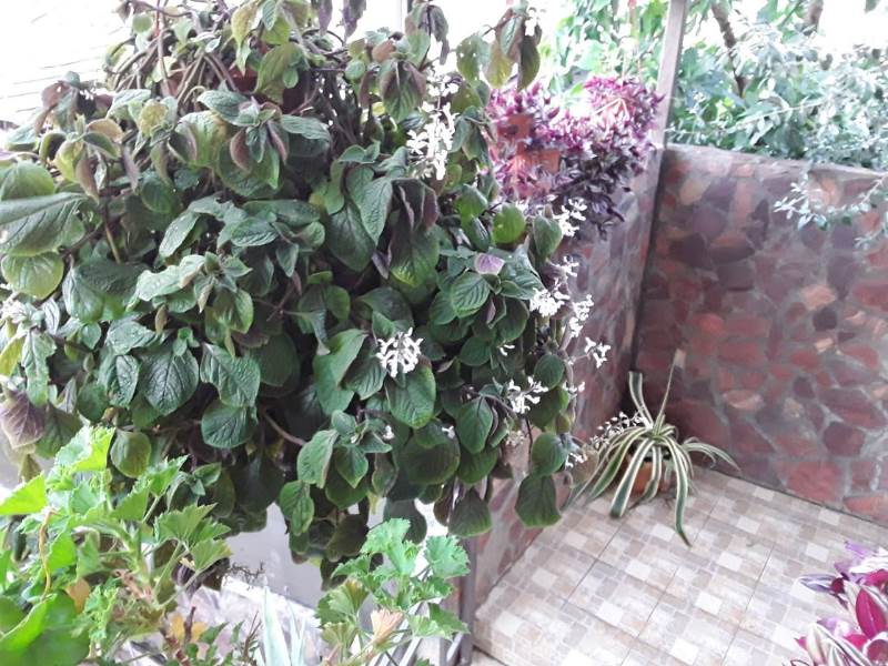 . Отель "Мыс Надежда" . Гагра