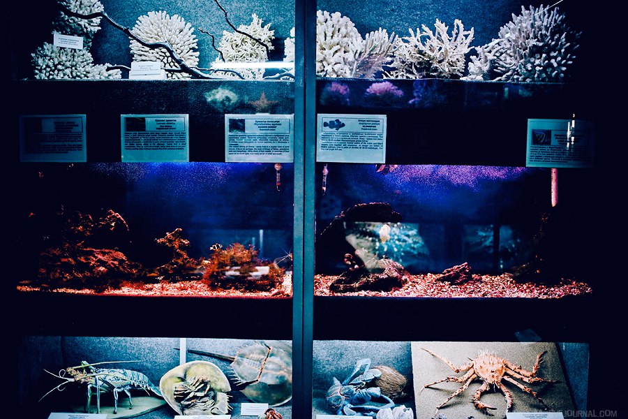 Севастопольский аквариум. Фото взято из аккаунта аквариума ВКонтакте: https://vk.com/sevaquarium