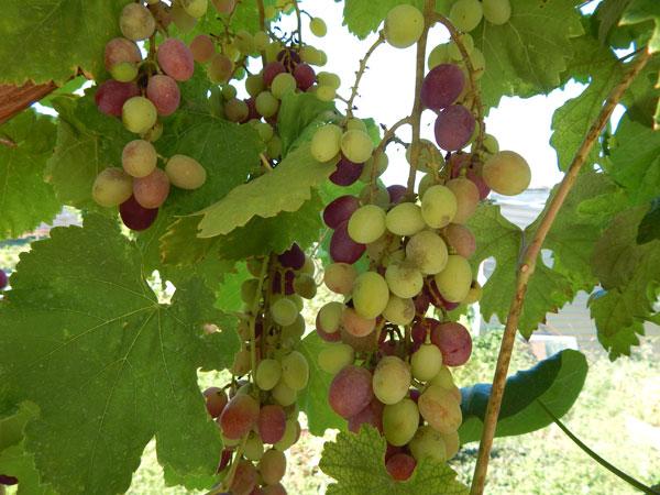 . Частная усадьба "У Машеньки". Заозерное