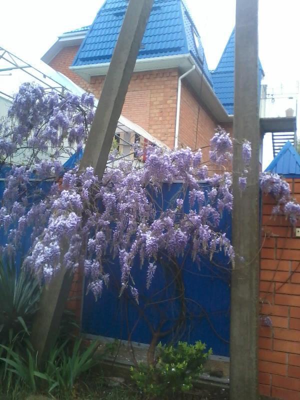 . Гостевой дом "Усадьба Александр" . Шепси