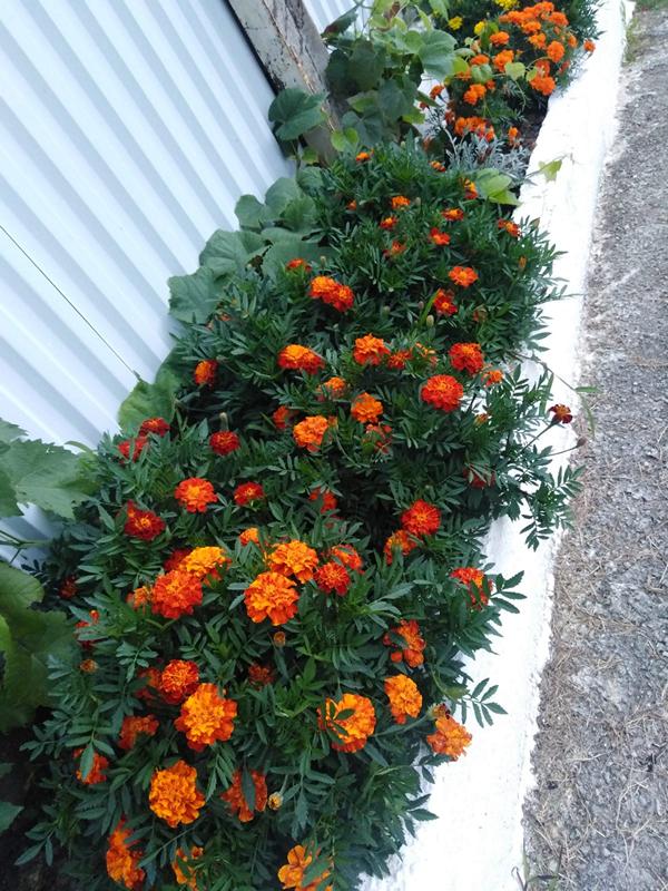 . Частный сектор "Серине". Новый Афон