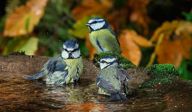 Фото птиц из Парка "Южные культуры" взято из аккаунта парка ВКонтакте: https://vk.com/club118140734