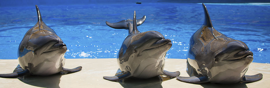Дельфинарий «Немо». Фото взято с сайта: http://nemojubga.ru/