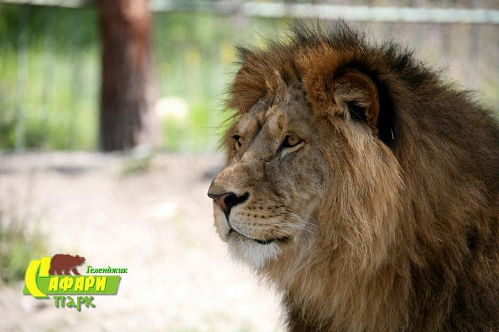 Фото льва в Сафари парке в Геленджике взято с официального сайта парка: https://safari-park.ru/