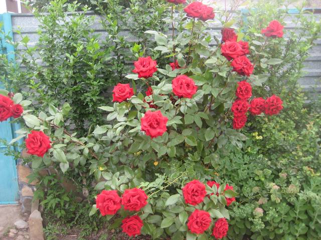 . Частный сектор «Дюшес». Джубга