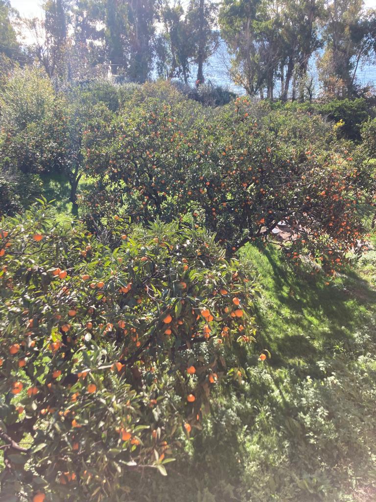 . Гостевой дом "Феникс". Новый Афон