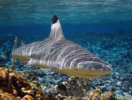 Фото из океанариума взято с сайта: http://yug-gelendzhik.ru/okeanarium-v-gelendzhike/