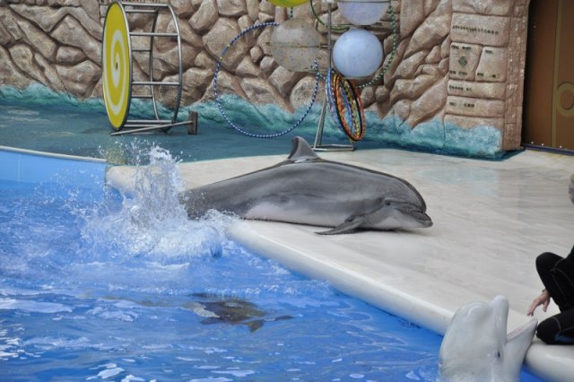 Фото адлерского дельфинария «Акватория» взято из аккаунта ВКонтакте: https://vk.com/dolphin_adler